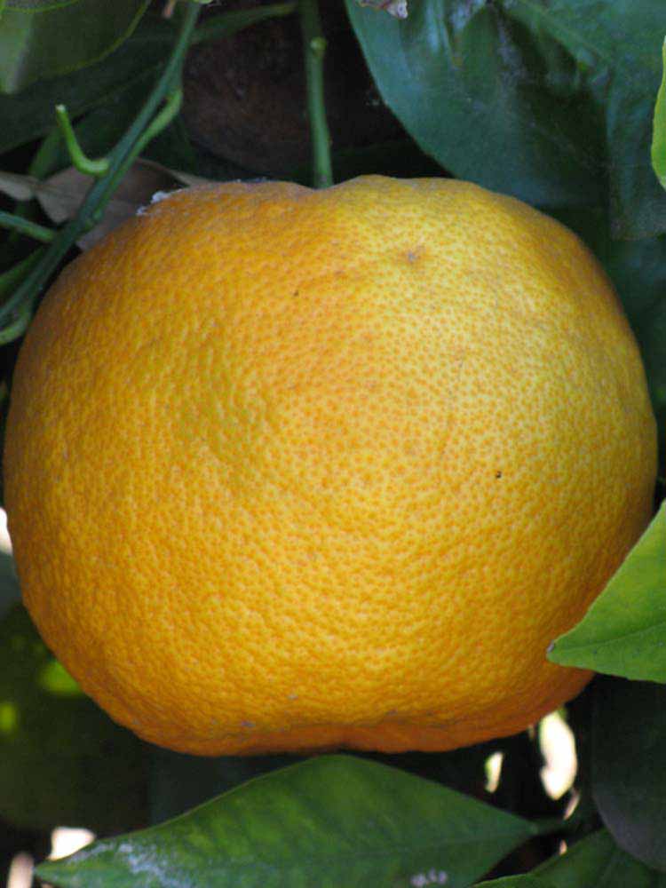            Fruit (Riverside, CA)   